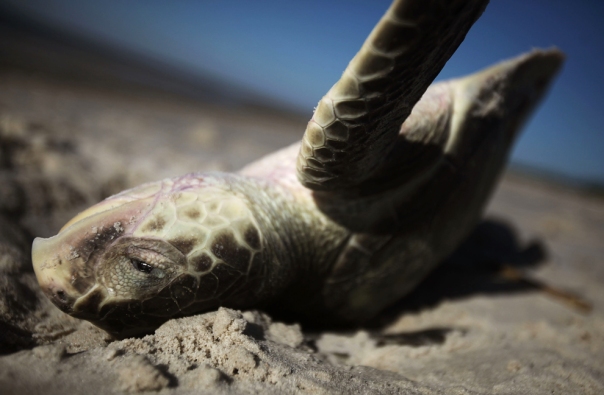sea turtle was up ashore after gulf oil spill